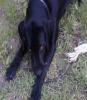 Black rescue dog lying on grass
