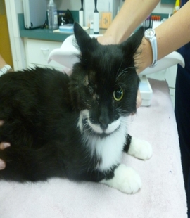 one-eyed black and white cat